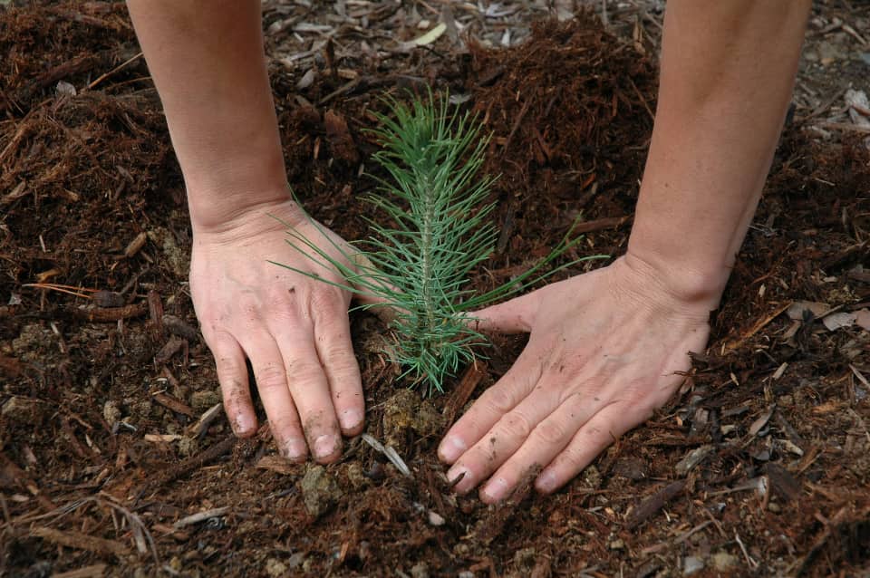 Two hands patting in ground around a freshly planted pine sapling.